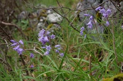 Hyacinthoides hispanica