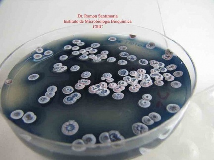 Placa Streptomyces coelicolor