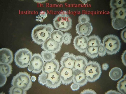 Streptomyces sp