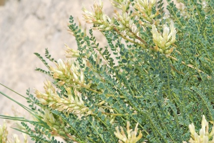 Astragalus monspessulanus