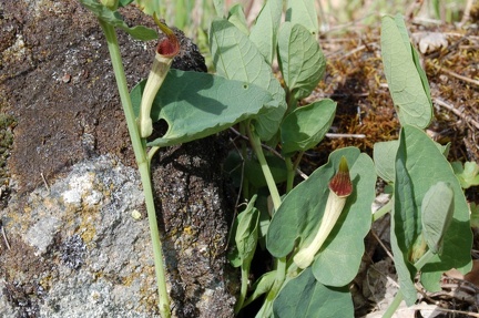 Aristolochia paucinervis 
