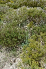 Coincya monensis subsp. orophila
