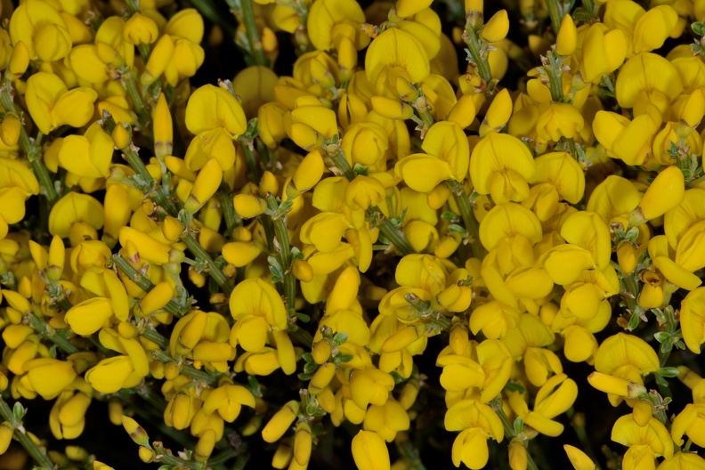 Cytisus oromediterraneus (Fabaceae). Collado Bonal. Infrutescencia. Sierra de Béjar (Salamanca).00014.jpg