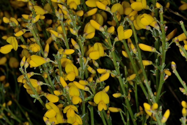 Cytisus oromediterraneus (Fabaceae). Collado Bonal. Infrutescencia. Sierra de Béjar (Salamanca).00015.jpg