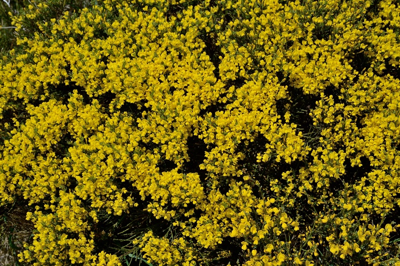 Cytisus oromediterraneus (Fabaceae). La Cobatilla. Sierra de Béjar (Salamanca).00001.jpg