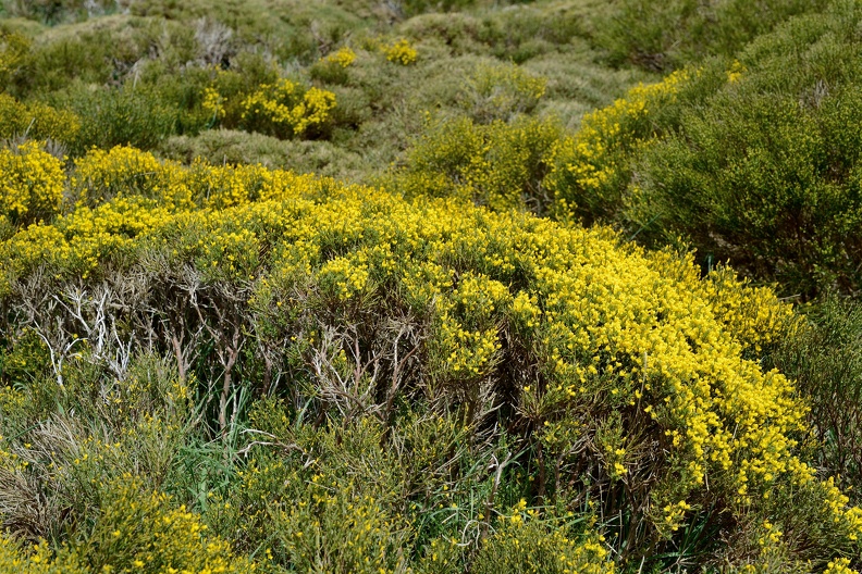 Cytisus oromediterraneus (Fabaceae). La Cobatilla. Sierra de Béjar (Salamanca).00002.jpg