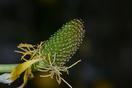 Ranunculus bupleuroides subsp. cherubicus