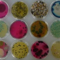 Cultivos microbianos