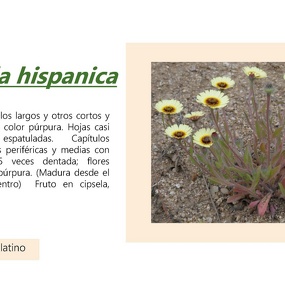 Hispidella hispanica