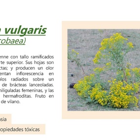 Jacobaea vulgaris (=Senecio jacobaea)