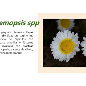 Leucanthemopsis spp.