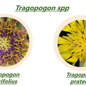 Tragopogon spp.