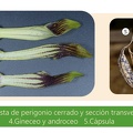 Aristolochia spp.