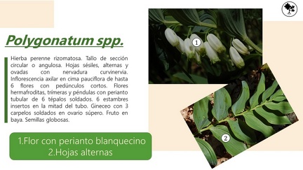 Polygonatum spp.