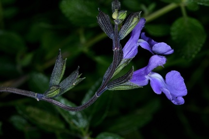 Salvia sp.