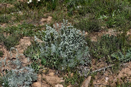 Artemisia assoana 