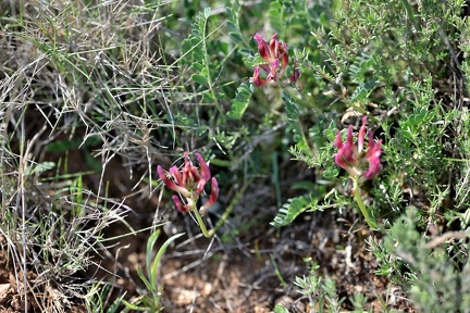 Astragalus incanus 