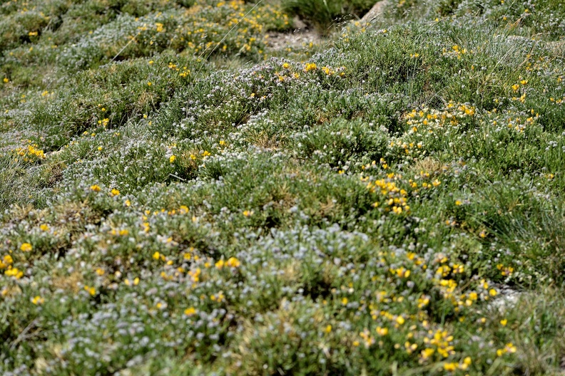 Echinospartum ibericum (Fabaceae) Collado Bonal, Sierra de Béjar (Salamanca)_02.jpg