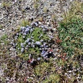 Plantago alpina + Jasione crispa subsp. crispa