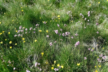 Valeriana tuberosa + Ranunculus abnormis