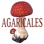 AGARICALES