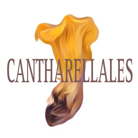CANTHARELLALES