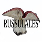 RUSSULALES