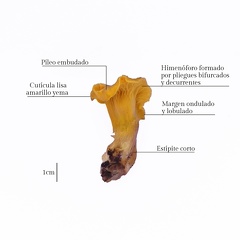 Cantharellus cibarius